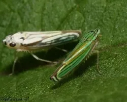 Insectos