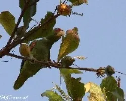Amazona albifrons
