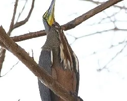 Tigrisoma mexicanum