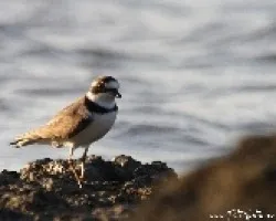 Charadrius semipalmatus