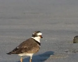 Charadrius semipalmatus