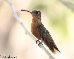 Amazilia rutila