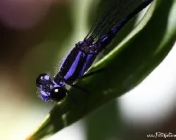 Libélula azul
