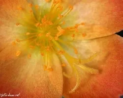 Color