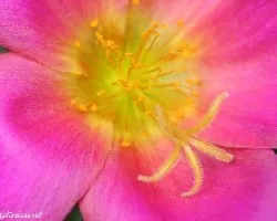 Color