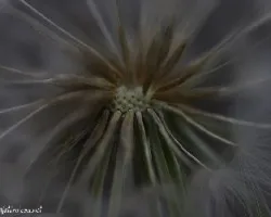 En el centro de un diente de león
