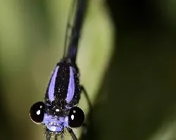 Libelula