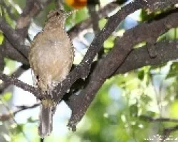Turdus grayi