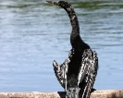 Anhinga anhinga