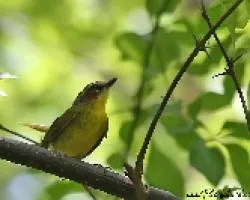 Basileuterus rufifrons