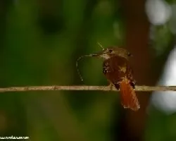 Onychorhynchus coronatus