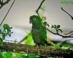 Aratinga nana
