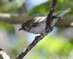 Dendroica pensylvanica