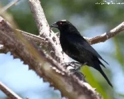 Molothrus aeneus