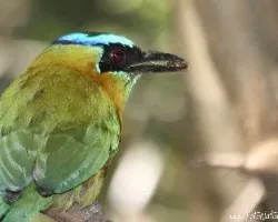 Momotus momota