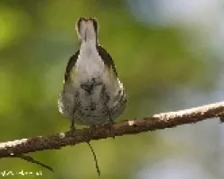 Dendroica pensylvanica