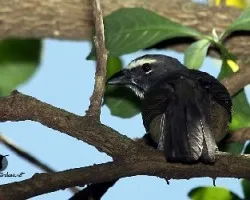 Saltator coerulescens