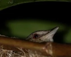 Vireo flavoviridis