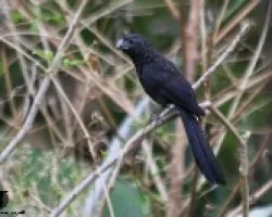 Crotophaga sulcirostris