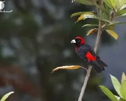 Ramphocelus sanguinolentus
