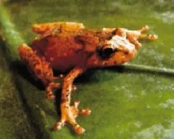 Diasporus ventrimaculatus