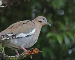 Zenaida asiatica