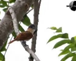 Pachyramphus aglaiae