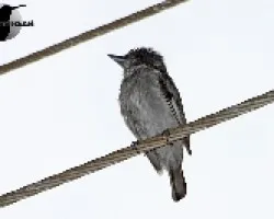 Pachyramphus aglaiae