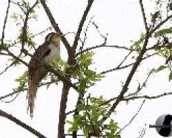 Tapera naevia