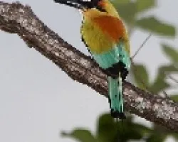 Eumomota superciliosa