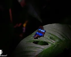 Azul tomando el sol