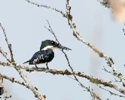 Chloroceryle americana