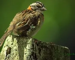 Zonotrichia capensis