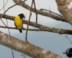 Euphonia hirundinacea