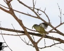 Euphonia hirundinacea