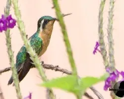 Lampornis calolaemus