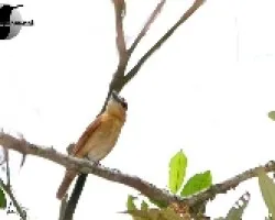 Pachyramphus cinnamomeus