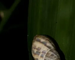 Caracol