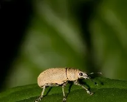 Gorgojo