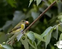 Euphonia hirundinacea