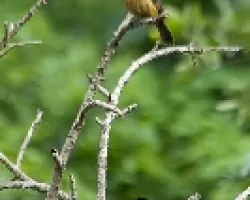 Ramphocelus passerinii