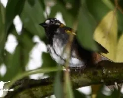 Melozone leucotis