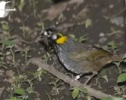 Melozone leucotis