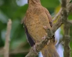 Turdus grayi