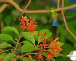 Florecillas