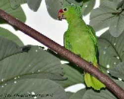 Amazona autumnalis