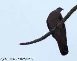 Patagioenas nigrirostris
