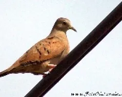 Columbina talpacoti