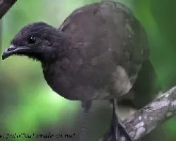 Ortalis cinereiceps