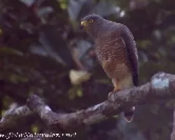 Buteo magnirostris